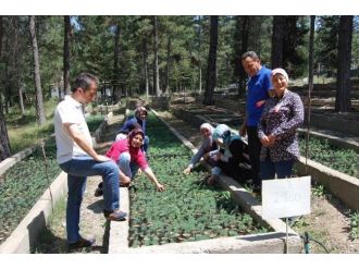 Ormancı Kadınlar Fidanları Bebek Gibi Büyütüyor