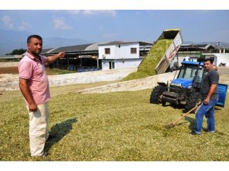 Yem Fiyatlarında Artış, Sütte İse Düşüş Yaşanıyor