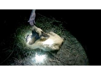 Bursa’da Kuyuya Düşen Keçiyi İtfaiye Ekipleri Kurtardı