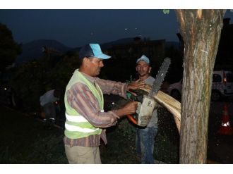 Büyükşehir, Zarar Gören Ağaçlara Can Suyu Oldu
