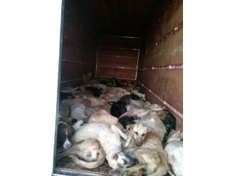Kamyon Kasasında Onlarca Köpek Bulundu