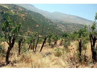 Yabani Bıttım Ağaçları Aşılandı