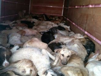 Onlarca Köpek Ölü Halde Bulundu
