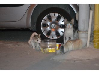 Duyarlı Vatandaşlar Sokak Hayvanlarını Unutmuyor