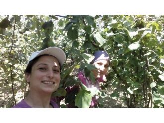 Akçakoca’da Fındık Toplanmaya Başlandı