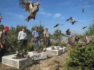 Doğaya Bin 500 Kınalı Keklik Salındı