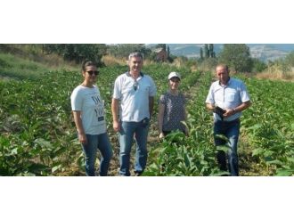 Tarım Arazilerinde Hastalık Kontrolü