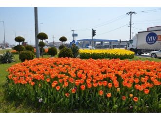 Düzce’ye Yarım Milyon Çiçek Dikildi