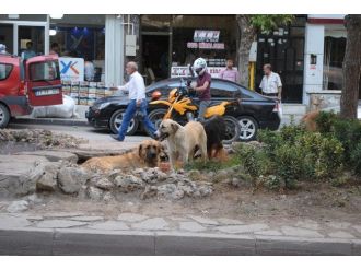 Hayvanlar Da Süs Havuzlarına Akın Ediyor