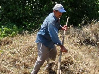 Eğimli Arazideki Buğdaylar Kosayla Biçiliyor