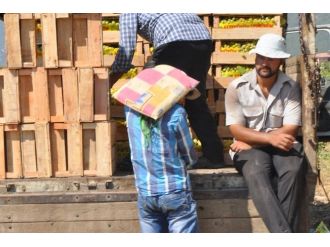 İslahiye De Üzüm Hasadı Başladı