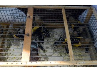 Kuş Avcıları Yakalandı