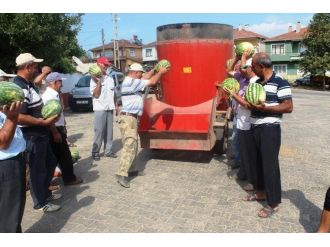 (Özel Haber) Tekirdağ’ın Meşhur Karpuzu Para Etmeyince Hayvanlara Yem Oldu
