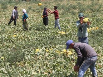 45 Derece Sıcakta Ekmek Mücadelesi