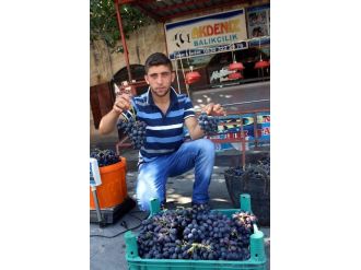 Kilis’te Horoz Karası Üzüm Piyasaya Çıktı