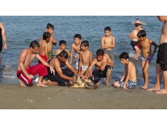 Mersin’de Yaralı Caretta Caretta Sahile Vurdu