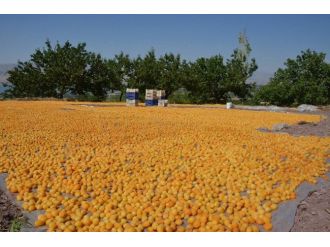 İşte Kaliteli Kayısı Üretmenin Temel Şartları