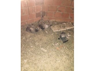 Apartman Çatısında 30 Kumruyu Zehirlediler