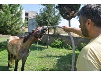 Sıcaklar Onları Da Bunaltıyor