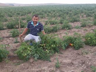 Damlama Sistemi İle Tek Başına 8 Dekar Domatesi Suluyor