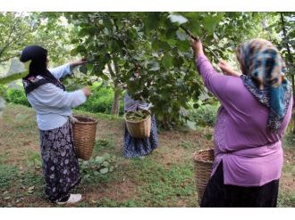 Fındık Hasadı Başladı