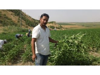 Bazı Çiftçiler Kuraklıktan Bazıları Da Aşırı Sudan Yakınıyor