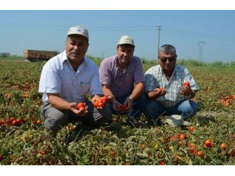 Pamuk Ambarı Söke Ovası’nda Salçalık Domates Üretimi Artıyor