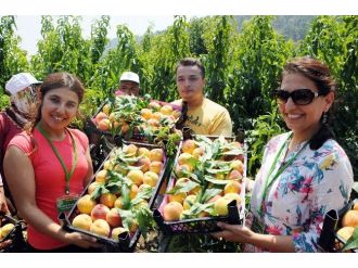 Şeftali Yüz Güldürüyor