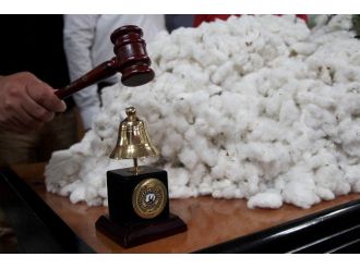 Çukurova’da Sezonun İlk Kütlü Pamuğu Açık Artırmayla Satıldı