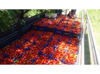 Uluköy Çiftçisi Gübre Fiyatlarından Şikâyetçi