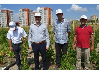 Kayseri’de 430 Fasulye Çeşidinin Denemesi Yapılıyor