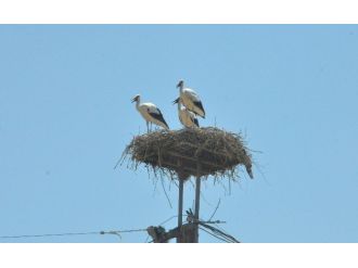 Hayvansever Başkan Leylek Yavrusunun Kurtarılmasını Sağladı