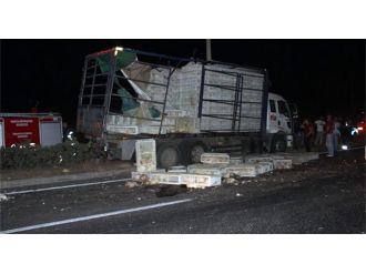 Tavuk Kamyonu Refüje Çıktı, Yüzlerce Hayvan Telef Oldu!