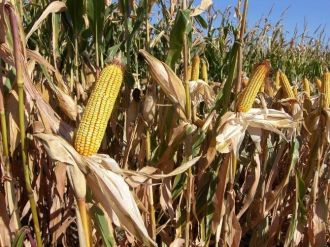 Aydın’da 3 Bin 599 Çiftçiye 5,6 Milyon Mısır Primi Ödenecek