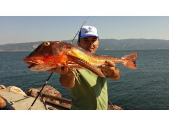 Körfez’de Olta Balıkçılığına İlgi Artıyor