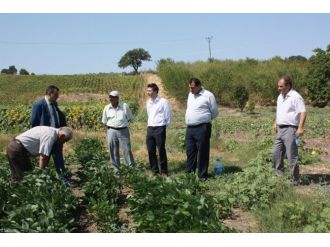 Soya Üretimini Arttırmak İçin Harekete Geçtiler