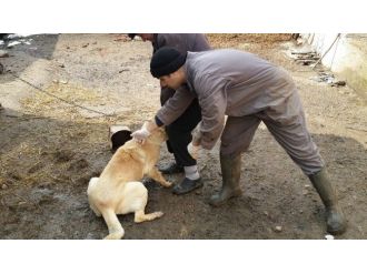 Bolu’da 9 Bin Hayvan Kuduza Karşı Aşılandı