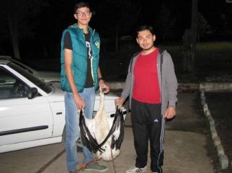 Göç Eden Leylekler, Hisarcık’ı 2 Saat Elektriksiz Bıraktı