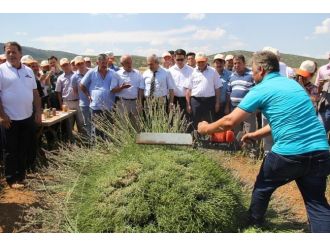 Isparta’nın Yeni Markası Lavanta