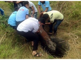 Rögara Düşen Buzağıyı İtfaiye Ekipleri Kurtardı