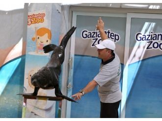 Fokların Gösterileri Yoğun İlgi Görüyor