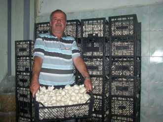 Mantar Üretimi Düştü, Fiyatlar Arttı