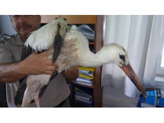 Yaralı Leylek Tedavi Altına Alındı