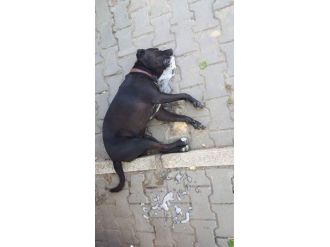 Ezine’de Köpek Katliamı