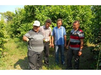 Limon Hasadını Erken Yapmayın Uyarısı