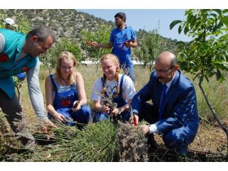 Japon Ve Koreli Turistlerin Lavantaya İlgisi Burdur’u Harekete Geçirdi