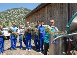 Burdur’da Lavanta Yağı Üretimi