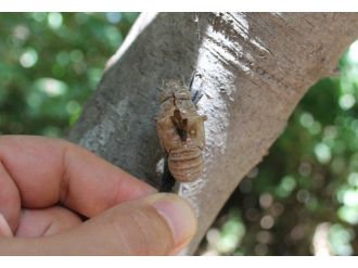 Ağustos Ayı Ağustos Böceklerini De Beraberinde Getirdi