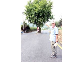 Yol Ortasında Kalan Çınar Köyün Timsali Oldu