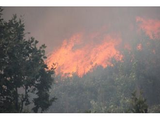 Bingöl’de Orman Yangını